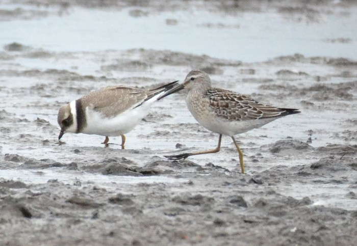 Stilt Sandpiper