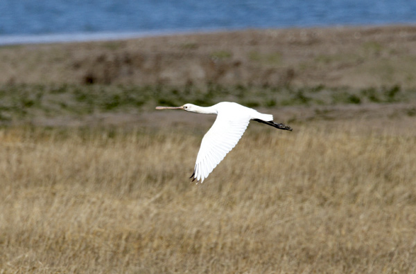 Spoonbill