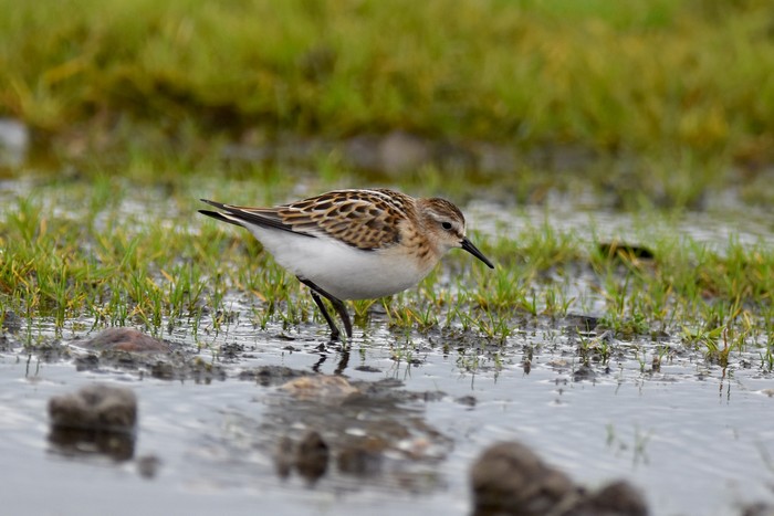 Little Stint