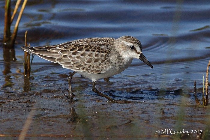 Semipalmated Sandpiper