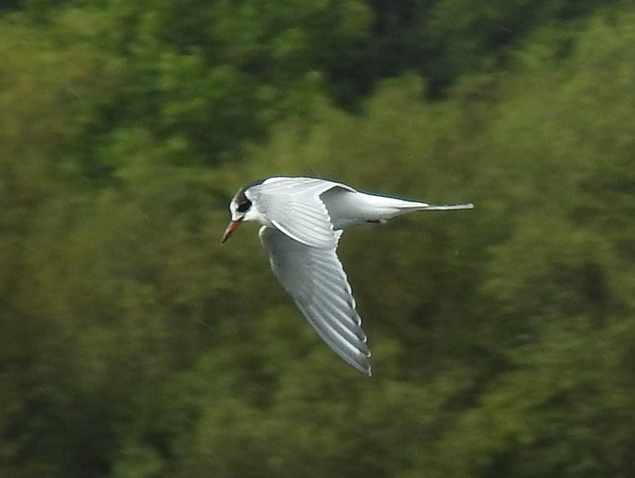 Arctic Tern