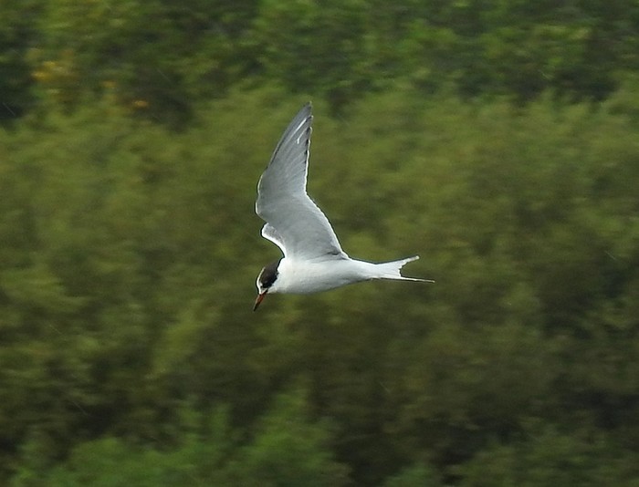 Arctic Tern