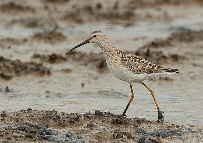 Stilt Sandpiper