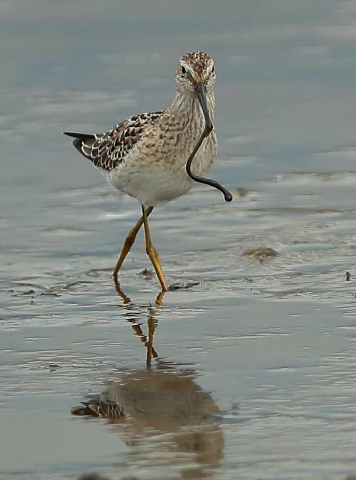 Stilt Sandpiper