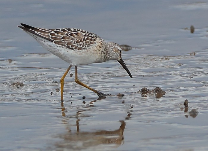 Stilt Sandpiper