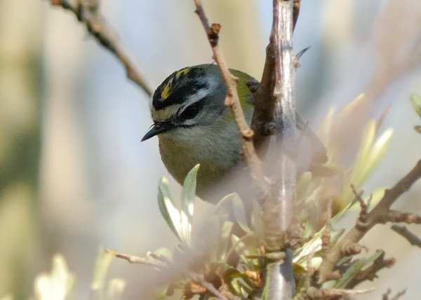 Firecrest