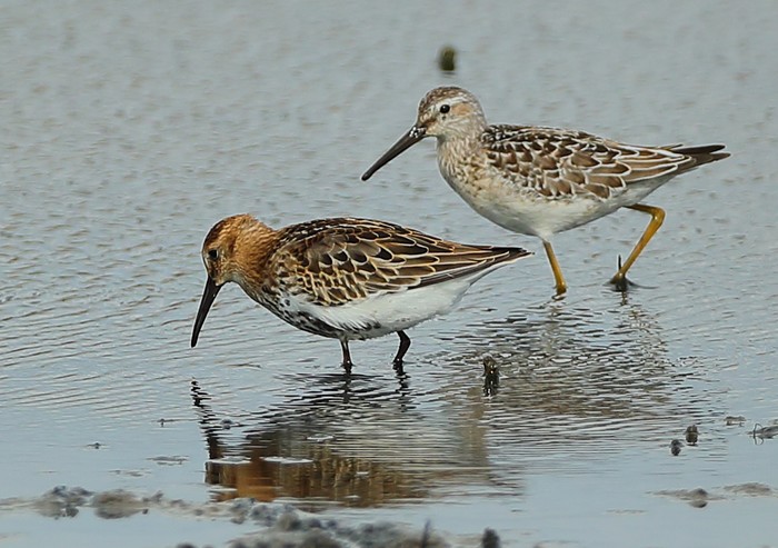 Stilt Sandpiper