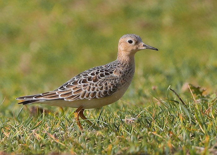 Buff-breasted Sandpiper