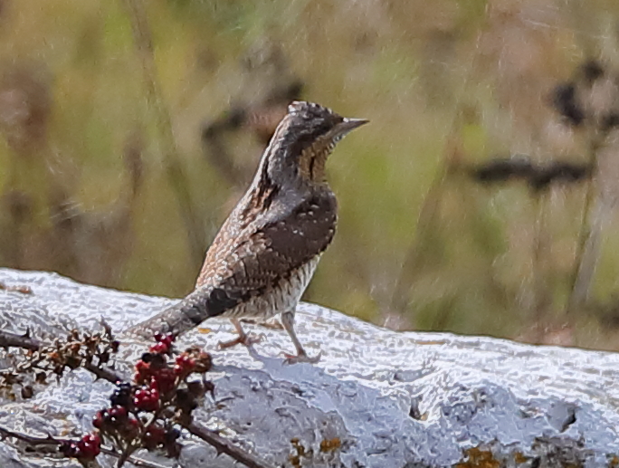 Wryneck