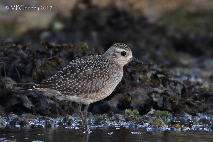 American Golden Plover