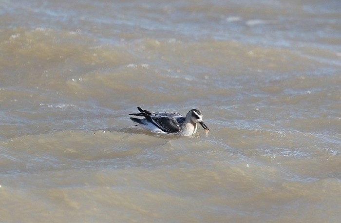 Grey Phalarope