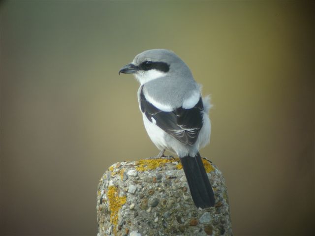 Great Grey Shrike