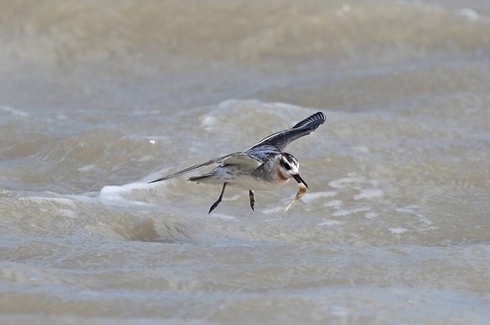 Grey Phalarope