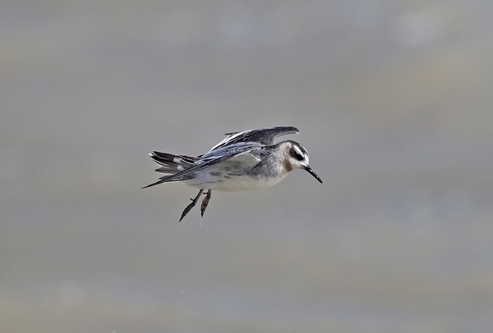 Grey Phalarope