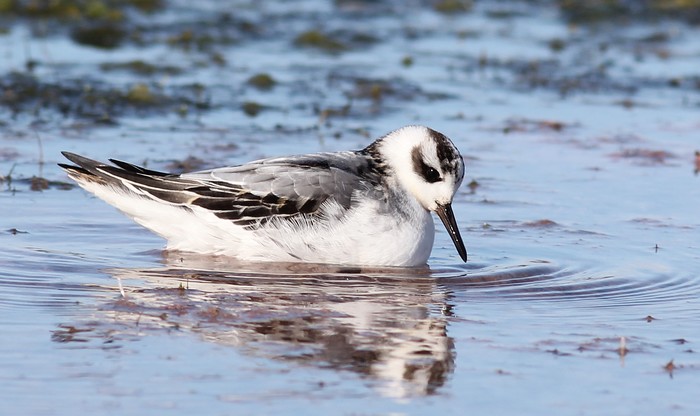 Grey Phalarope