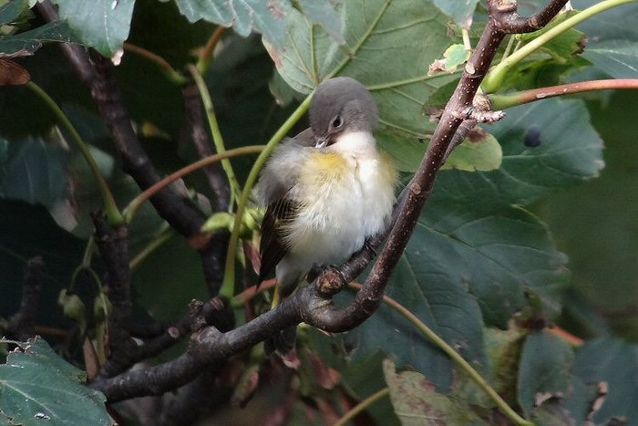American Redstart