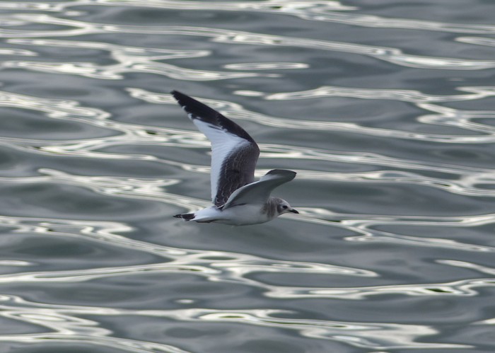Sabine's Gull