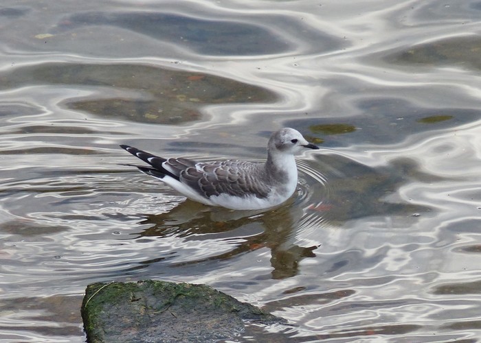 Sabine's Gull
