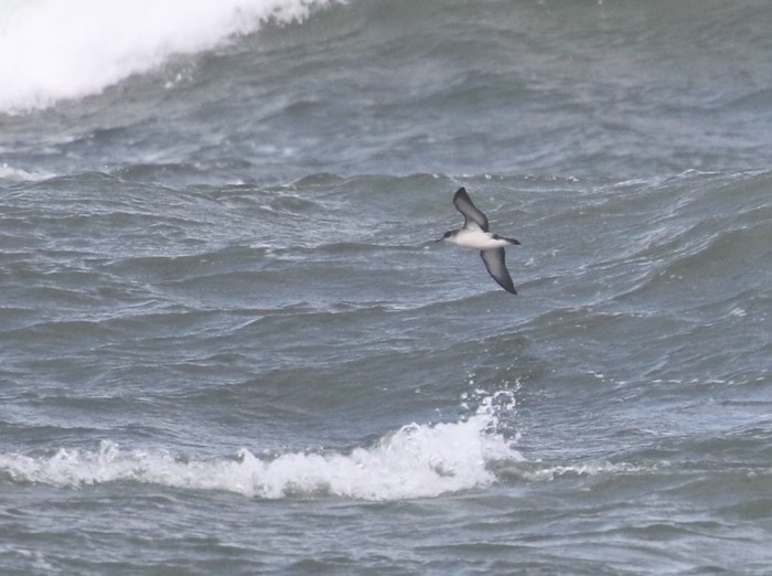 Manx Shearwater