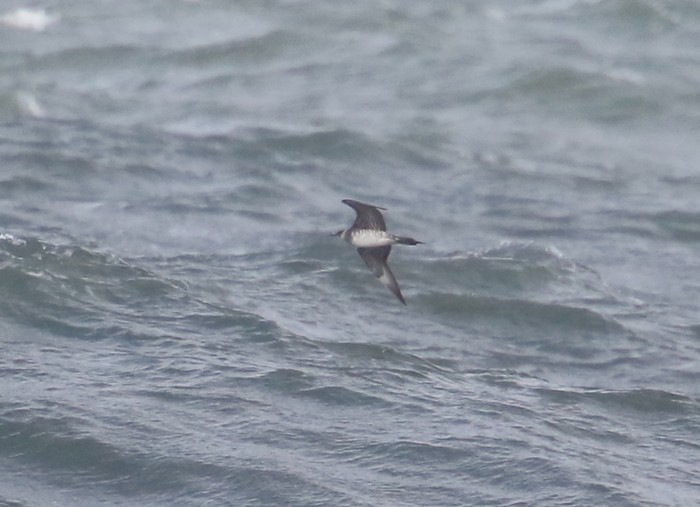 Arctic Skua
