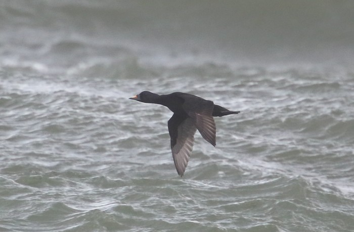 Common Scoter
