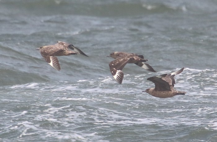 Great Skua