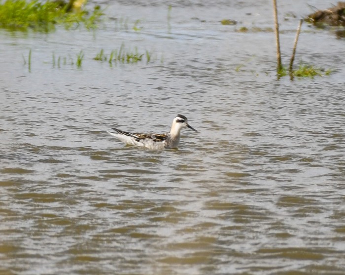 Red-necked Phalarope