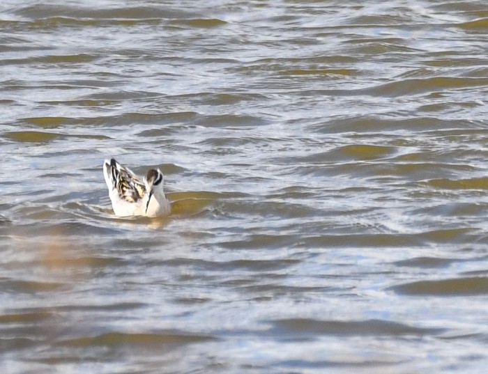 Red-necked Phalarope