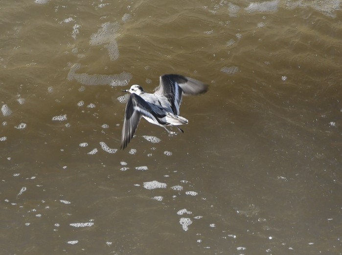 Grey Phalarope