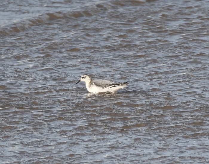 Grey Phalarope