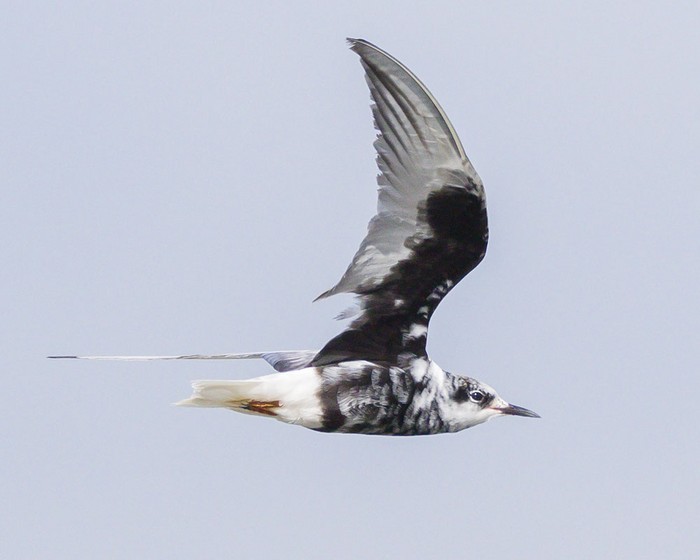 White-winged Black Tern