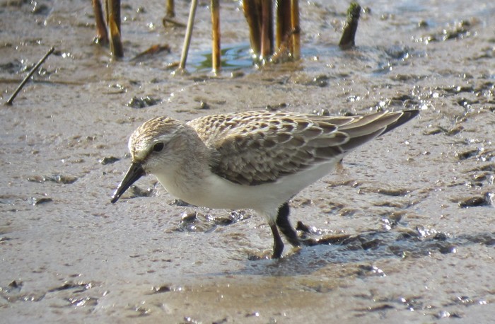 Semipalmated Sandpiper