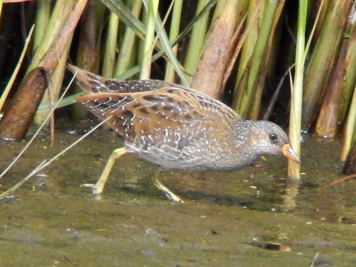 Spotted Crake