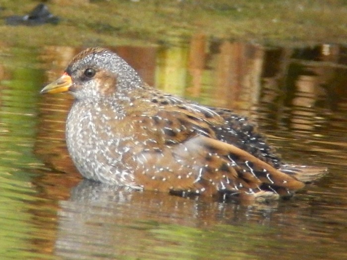 Spotted Crake