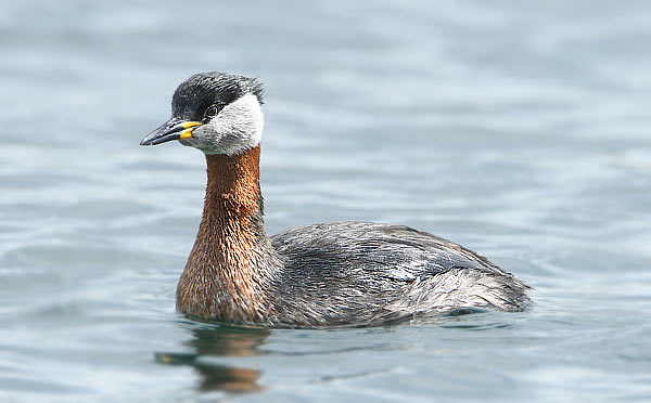 Red-necked Grebe