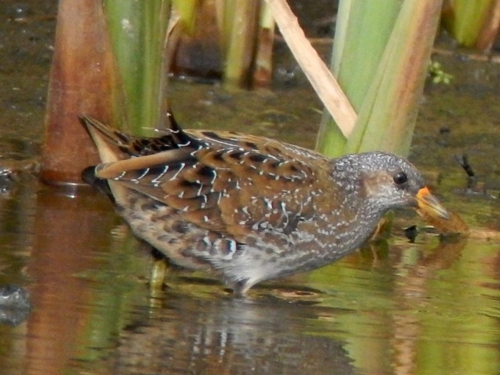 Spotted Crake