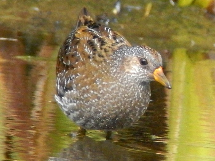 Spotted Crake