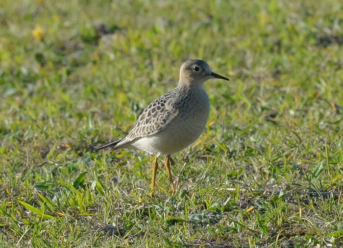 Buff-breasted Sandpiper