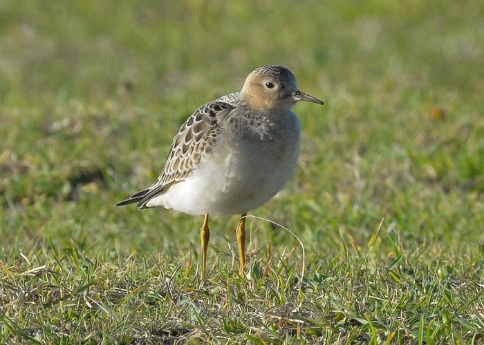 Buff-breasted Sandpiper