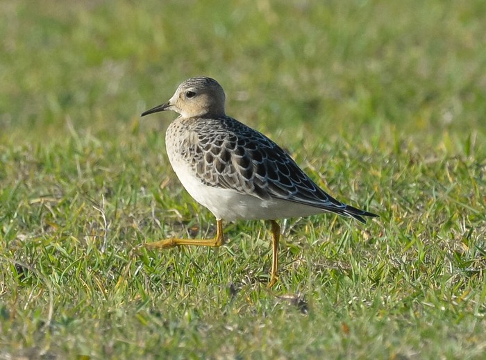 Buff-breasted Sandpiper