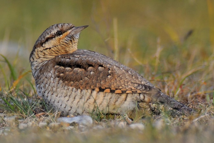 Wryneck