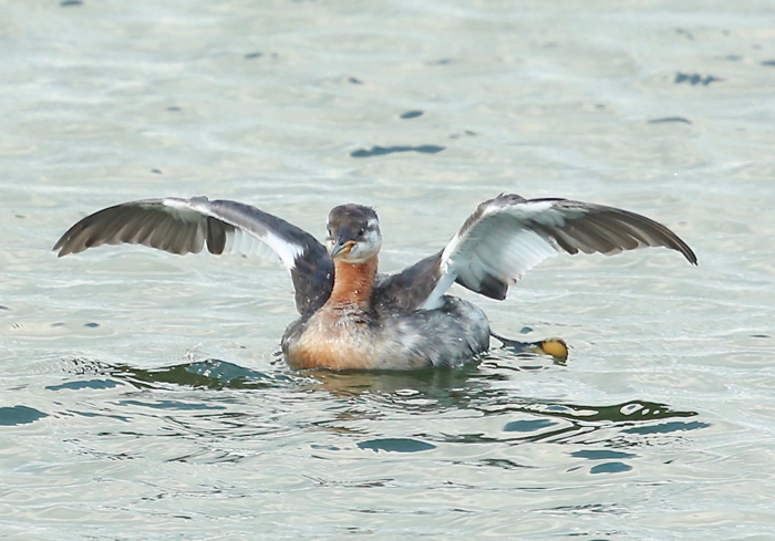 Red-necked Grebe