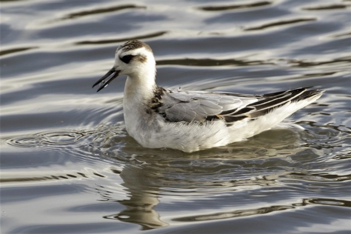 Grey Phalarope