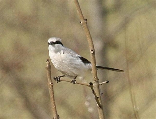 Great Grey Shrike