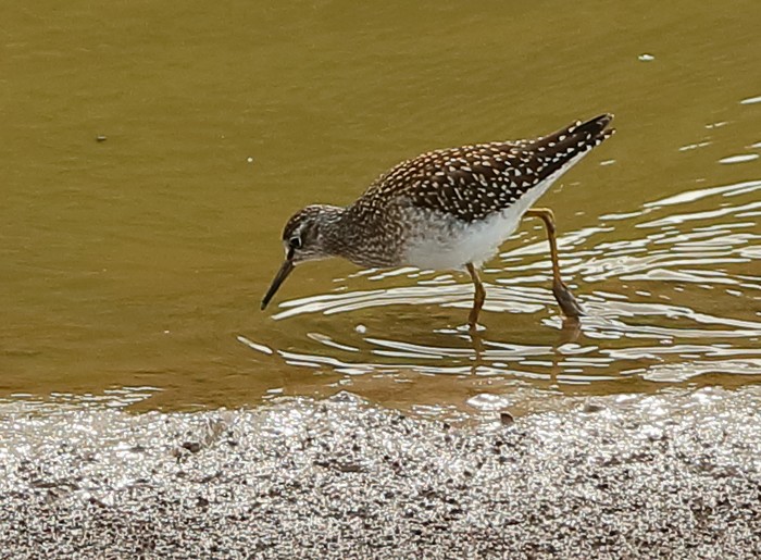 Wood Sandpiper