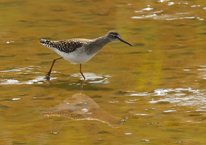 Wood Sandpiper