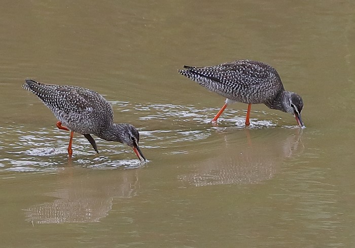 Spotted Redshank