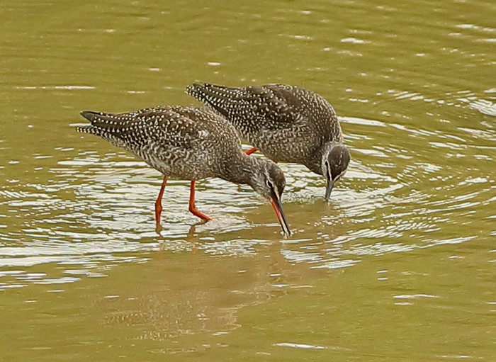 Spotted Redshank