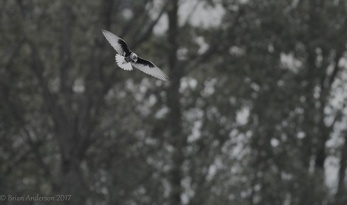 White-winged Black Tern