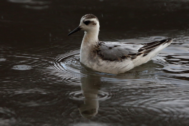 Grey Phalarope